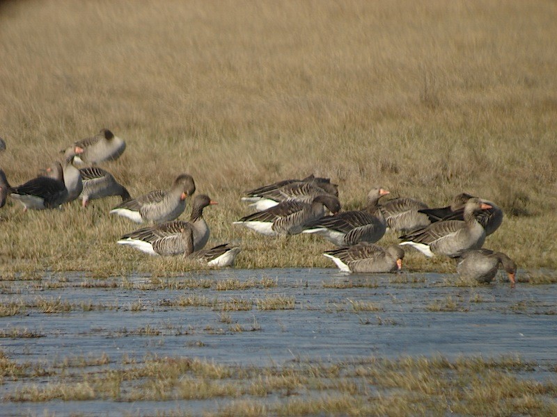 Graylag Goose - ML646172099