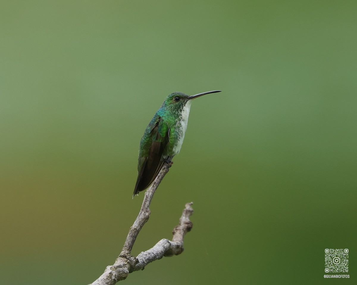Plain-bellied Emerald - ML646172100