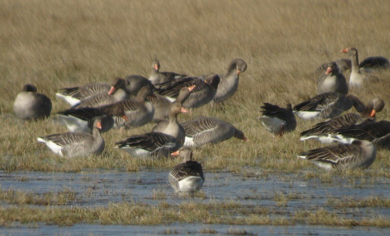 Graylag Goose - ML646172101