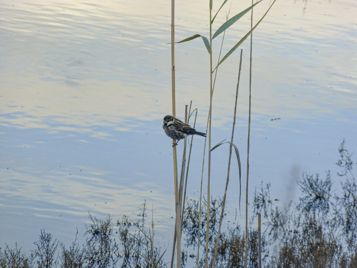 Spanish Sparrow - ML646172102