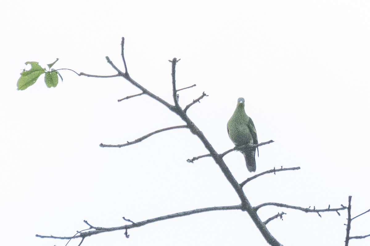 Gray-fronted Green-Pigeon - ML646172103