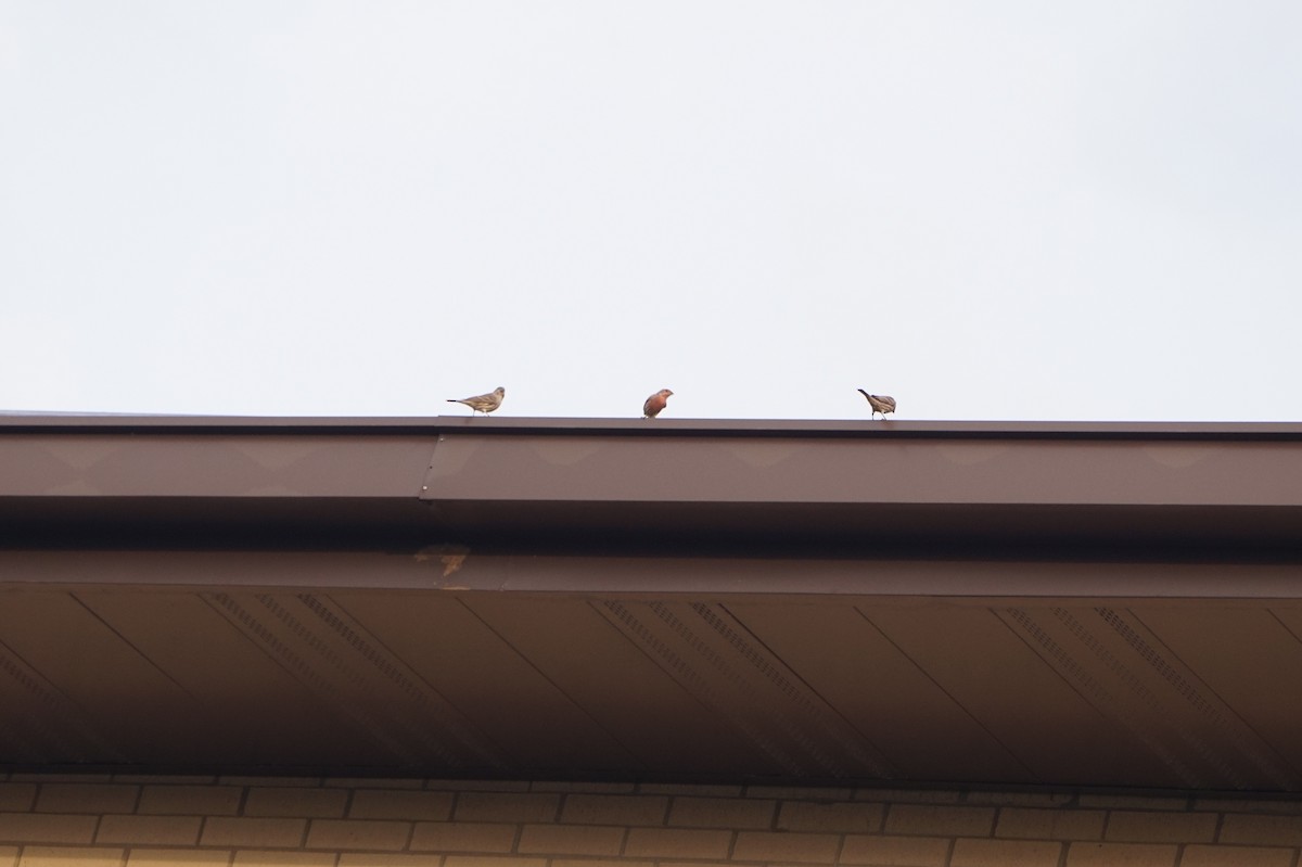 House Finch - ML646172105