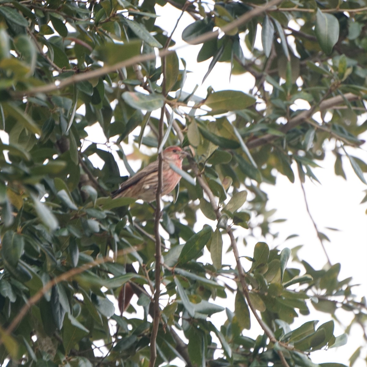 House Finch - ML646172106