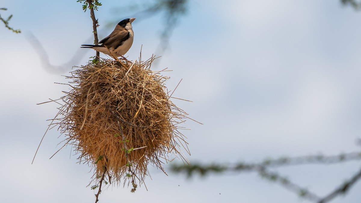 Black-capped Social-Weaver - ML646172107