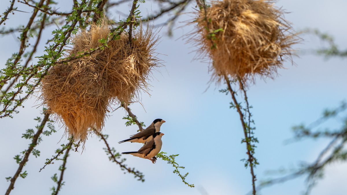 Black-capped Social-Weaver - ML646172108