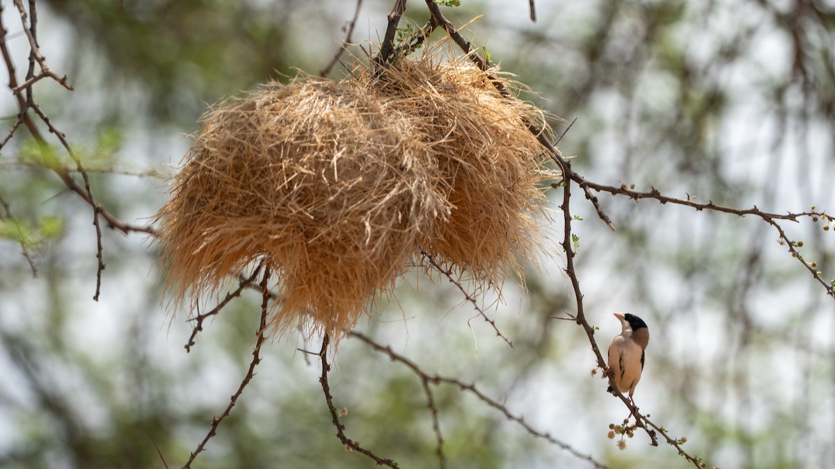 Black-capped Social-Weaver - ML646172109