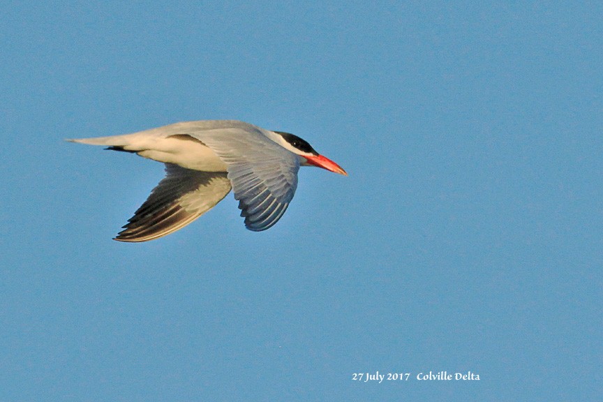 Caspian Tern - ML64617211