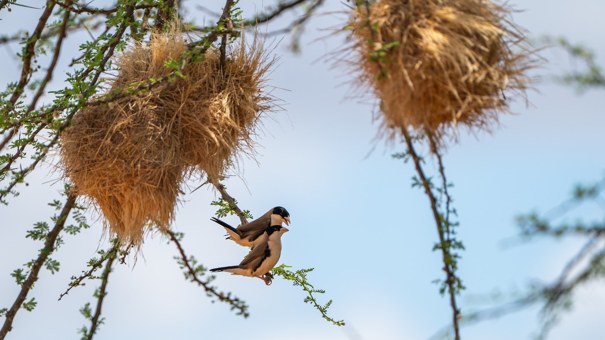 Black-capped Social-Weaver - ML646172110