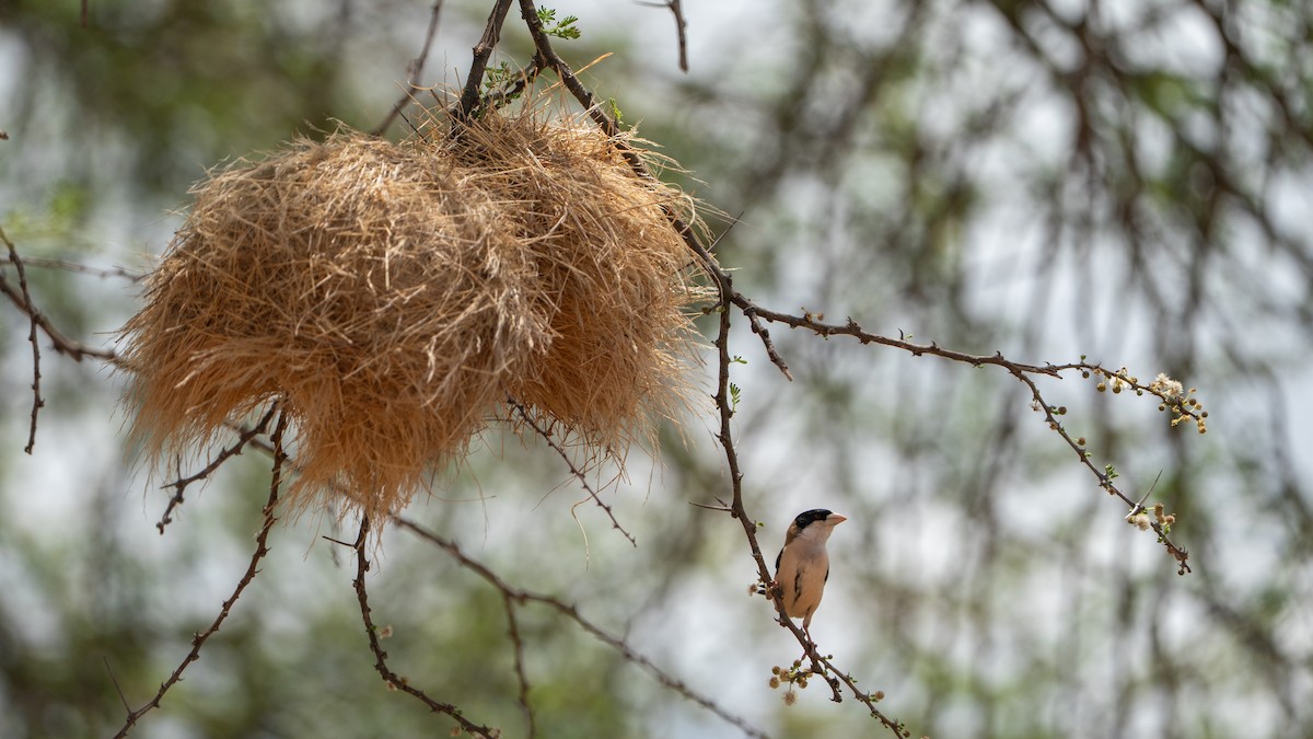 Black-capped Social-Weaver - ML646172111