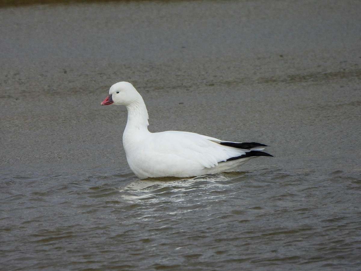 Ross's Goose - ML646172112