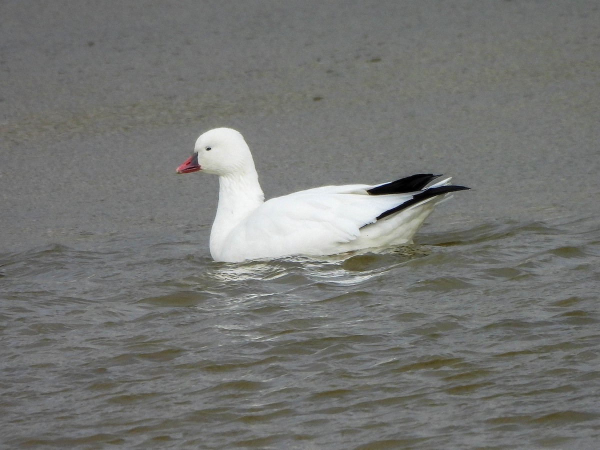 Ross's Goose - ML646172113