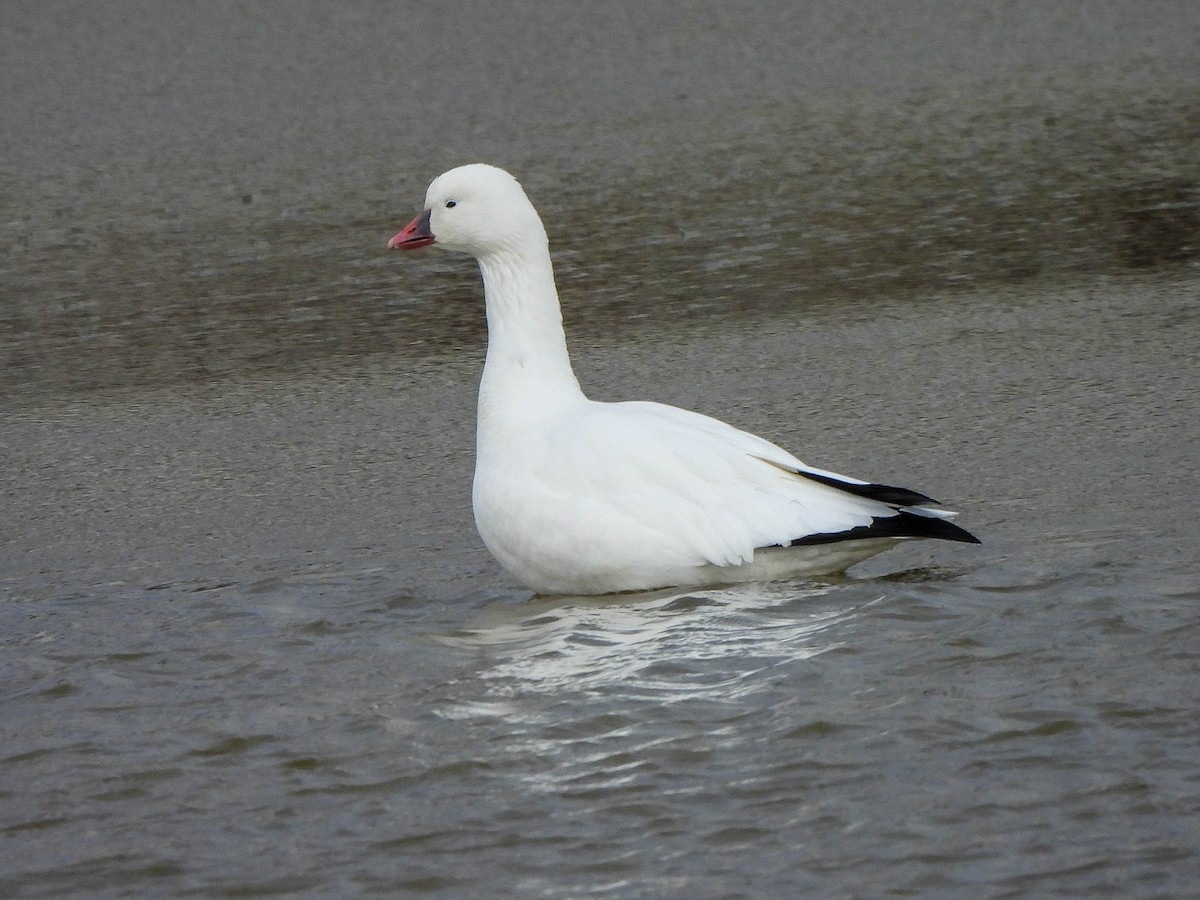 Ross's Goose - ML646172114