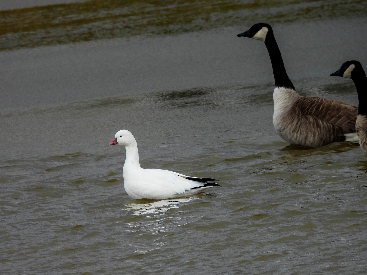Ross's Goose - ML646172115