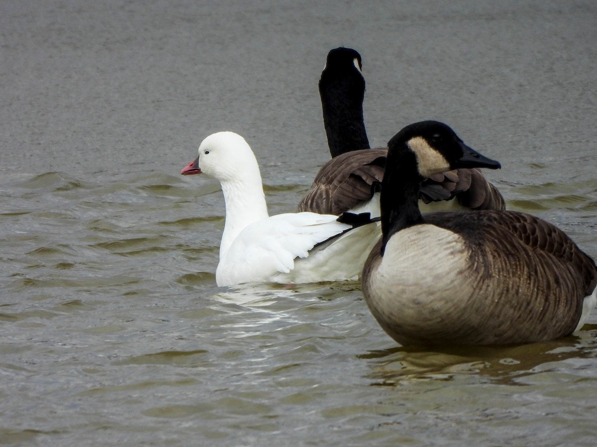 Ross's Goose - ML646172116