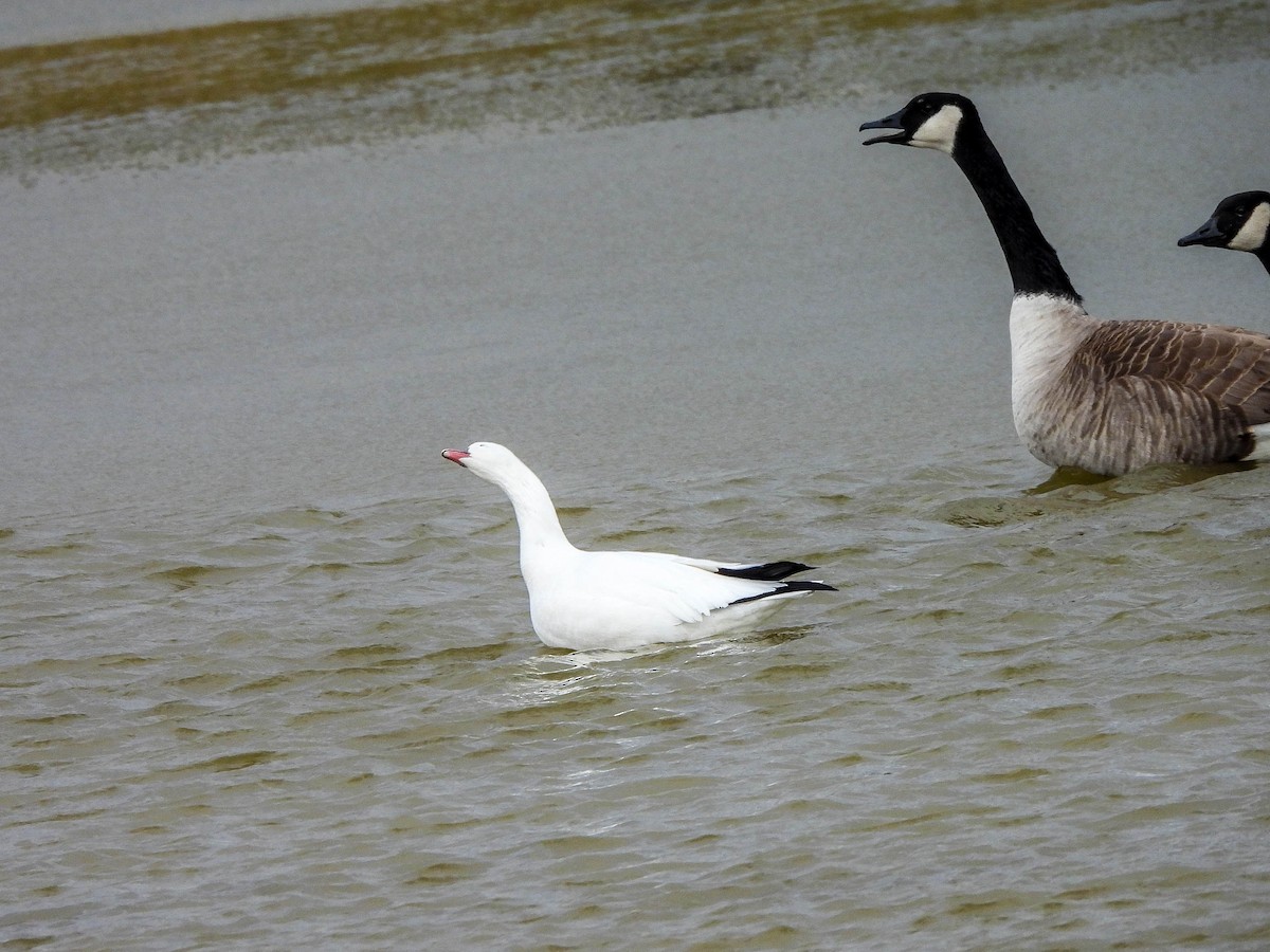 Ross's Goose - ML646172117