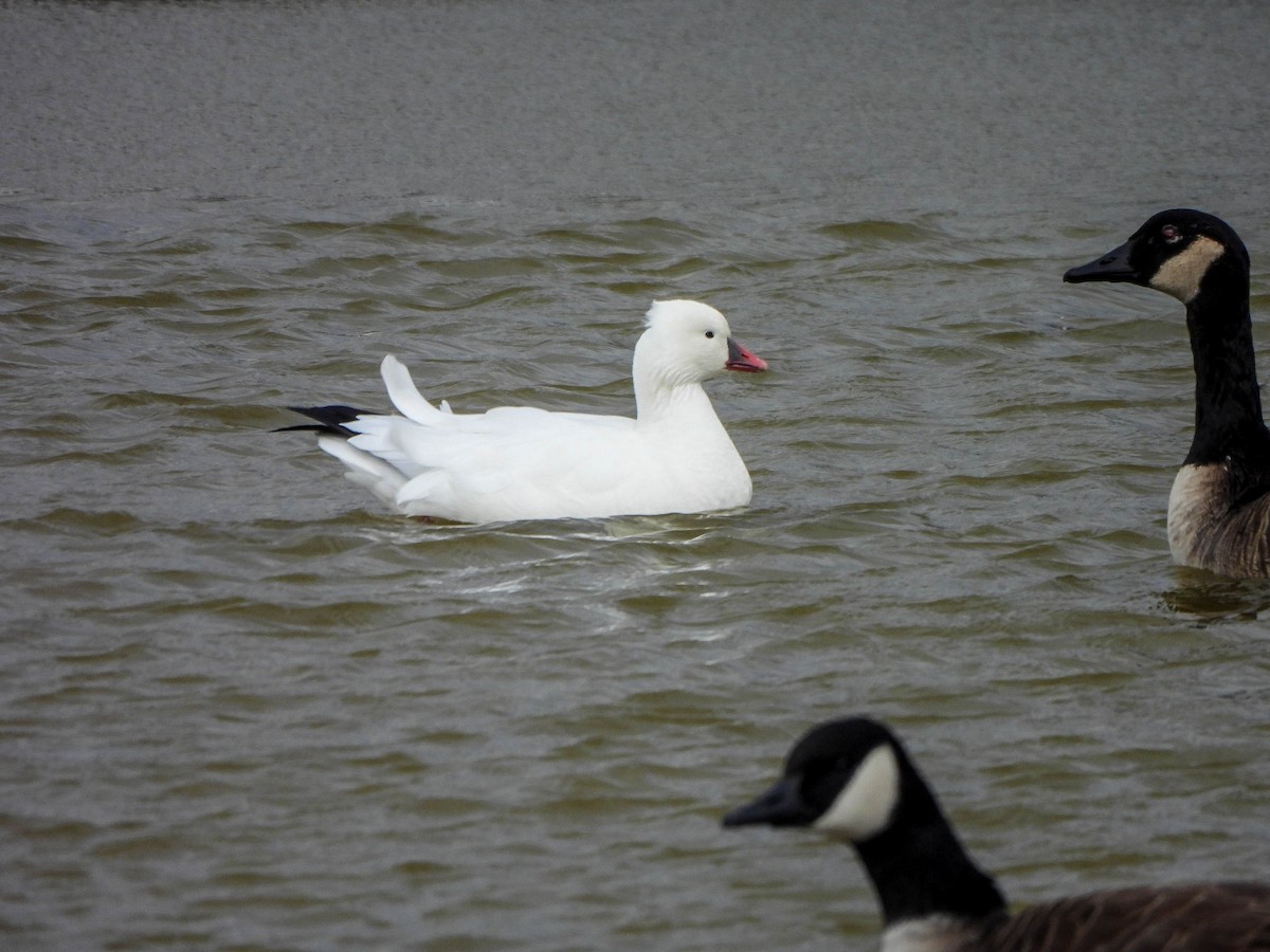 Ross's Goose - ML646172118