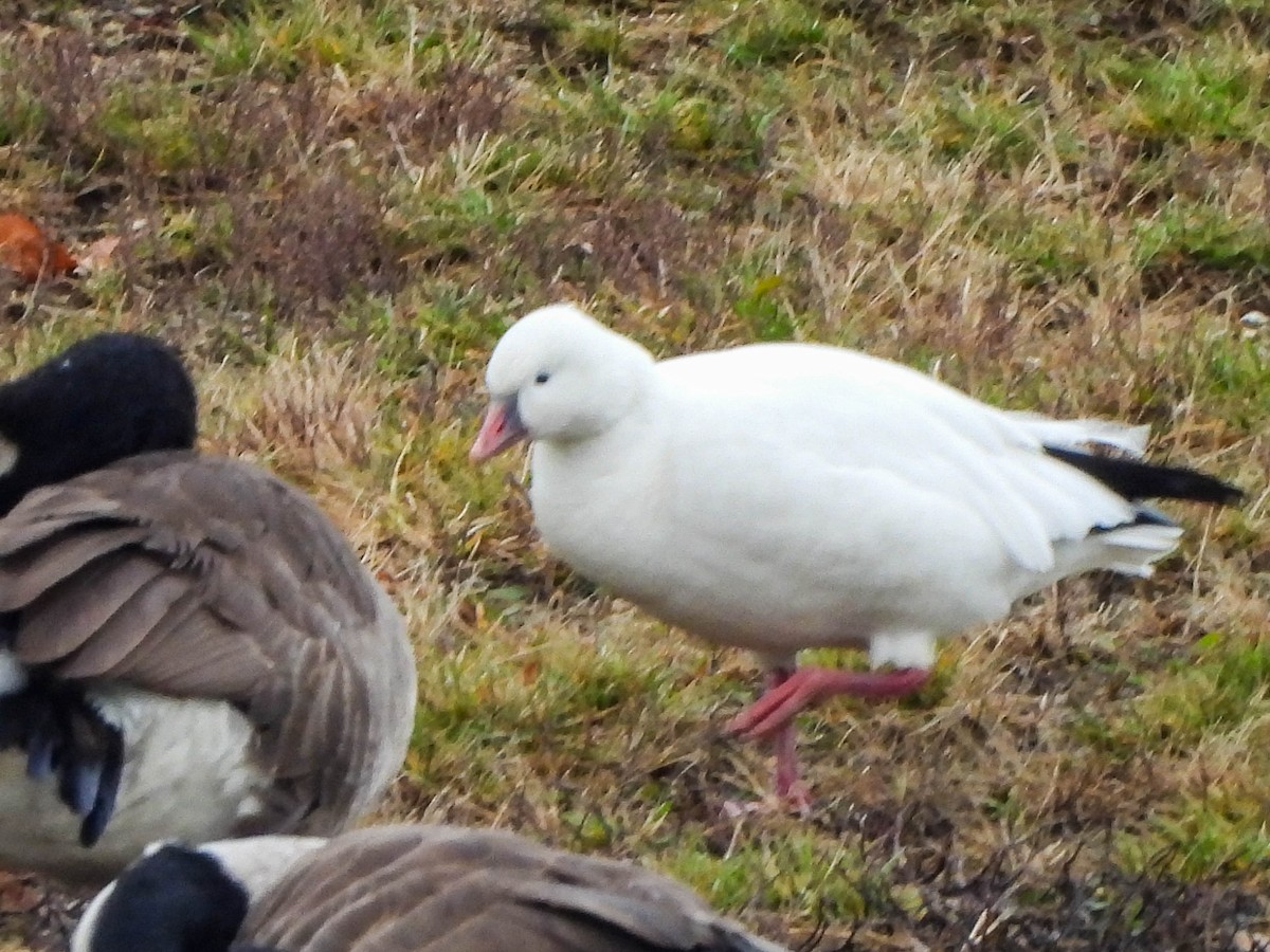 Ross's Goose - ML646172119
