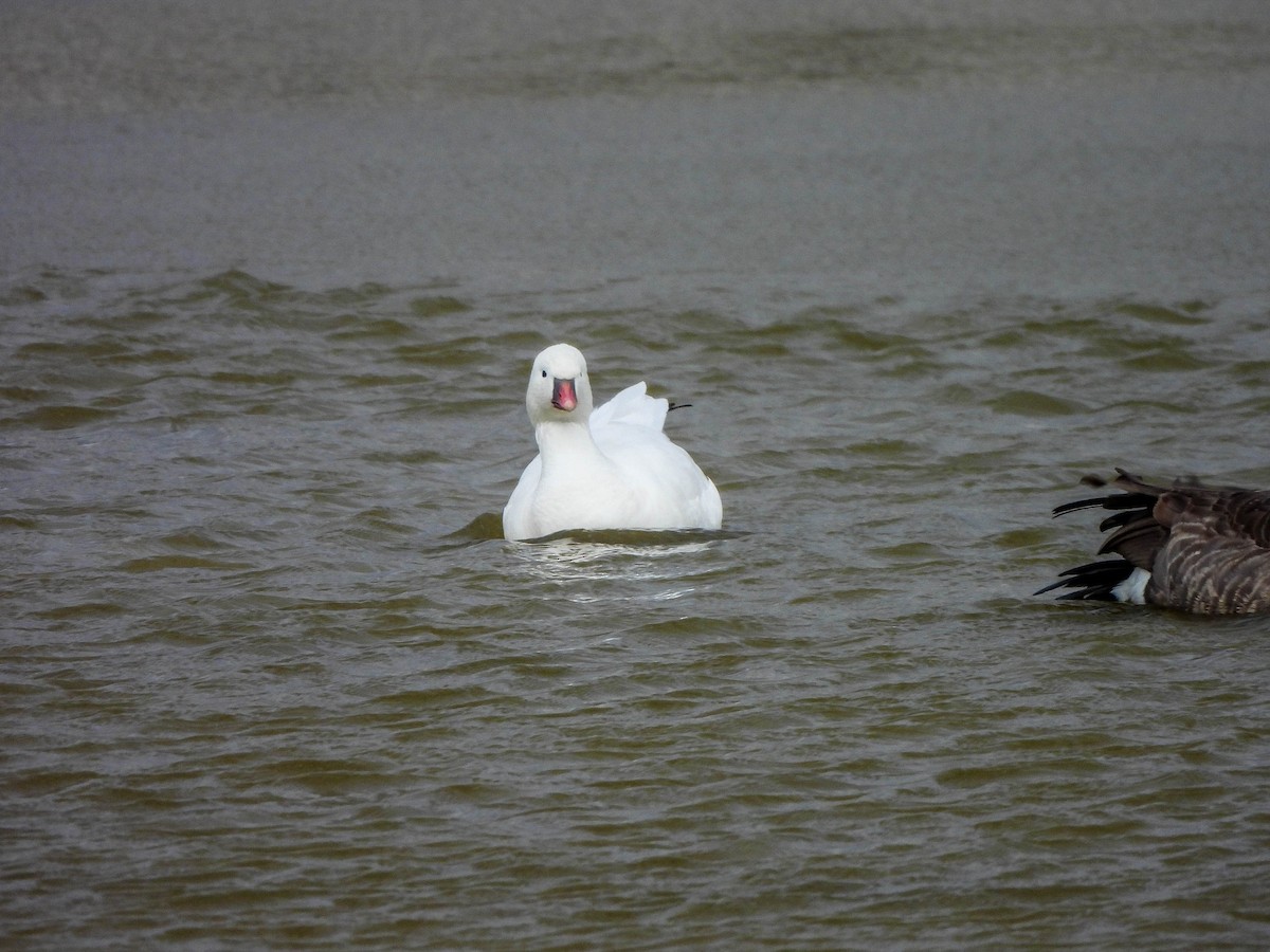 Ross's Goose - ML646172121