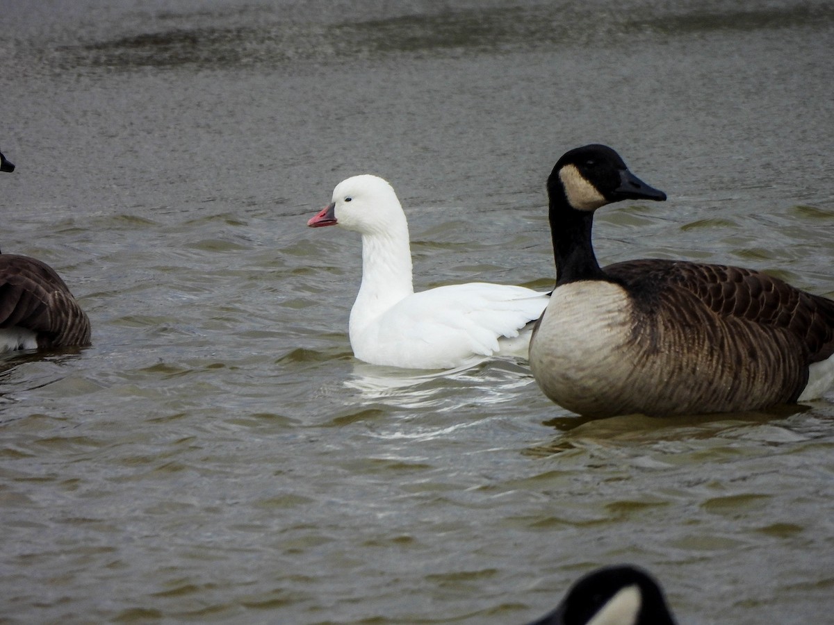 Ross's Goose - ML646172122