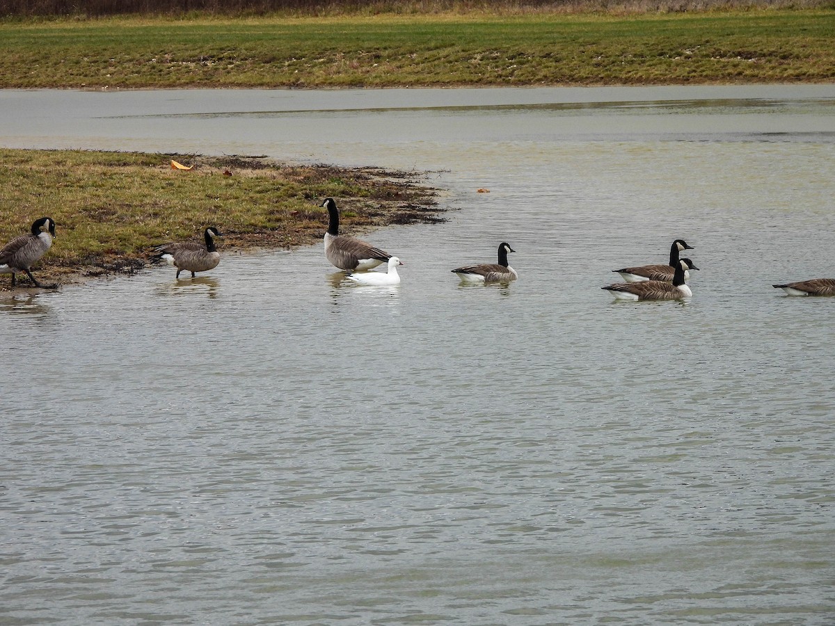 Ross's Goose - ML646172123