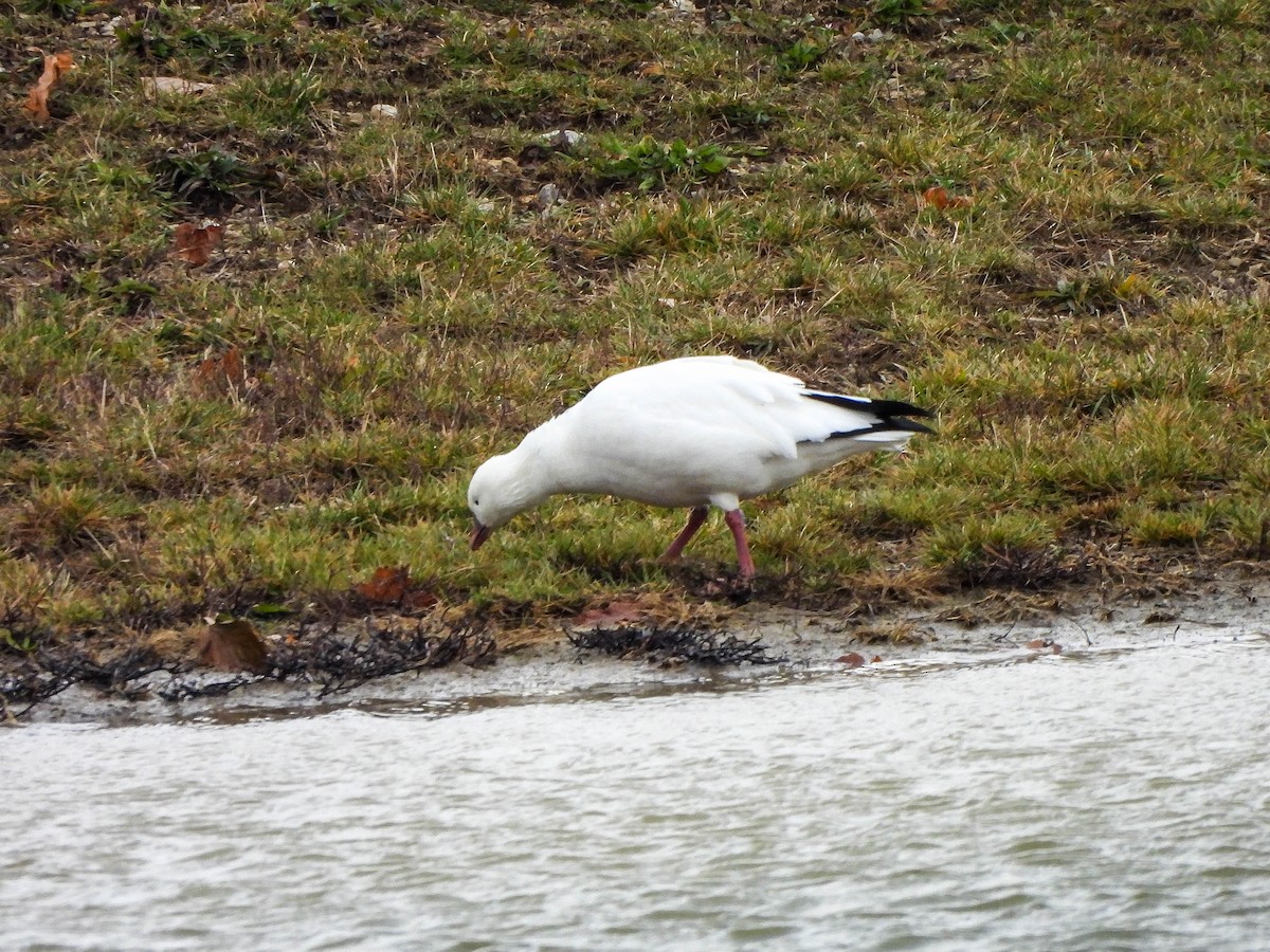Ross's Goose - ML646172124