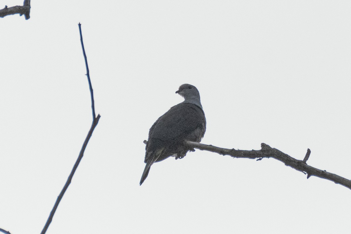 Malabar Imperial-Pigeon - ML646172125