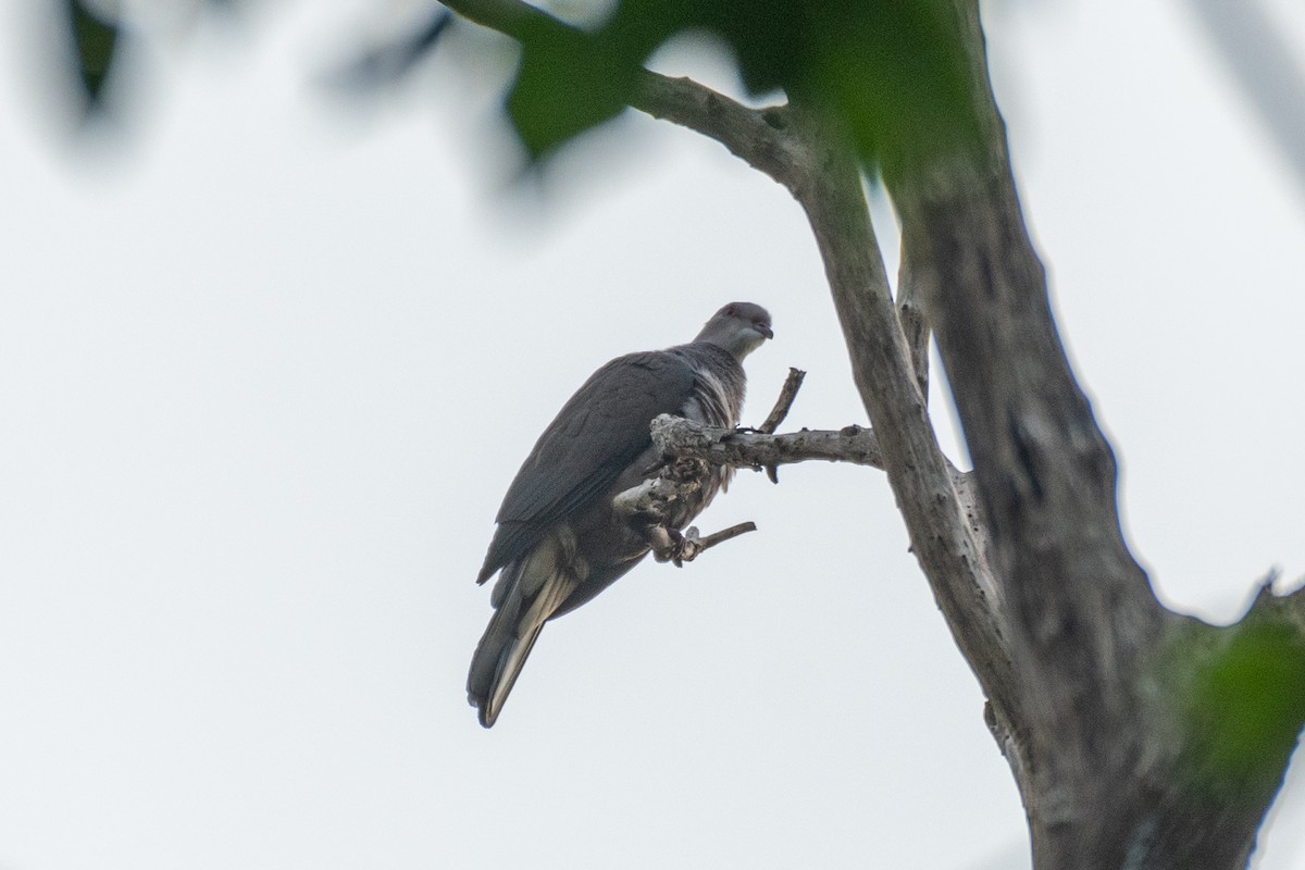 Malabar Imperial-Pigeon - ML646172126