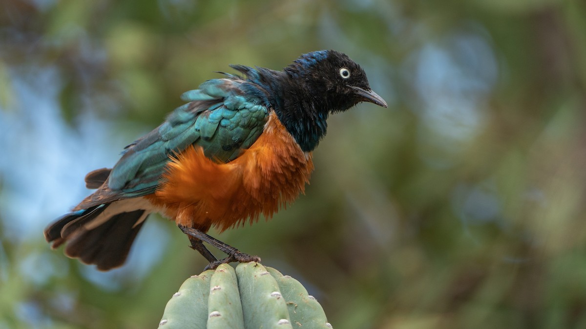 Superb Starling - ML646172129