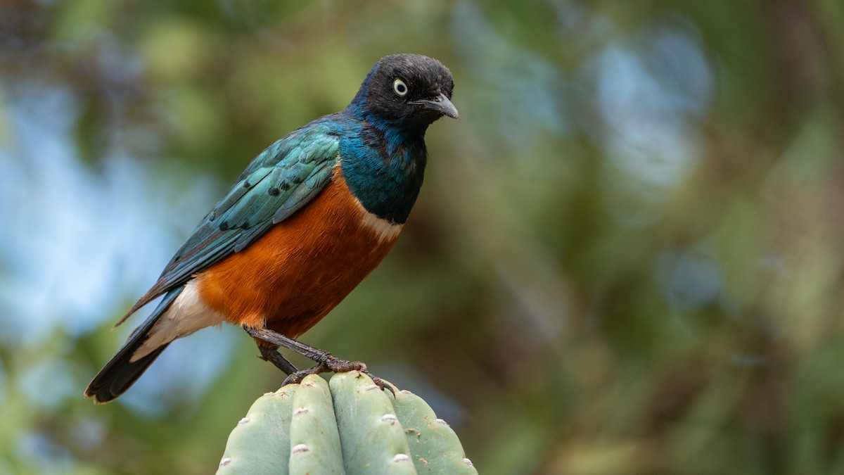 Superb Starling - ML646172131