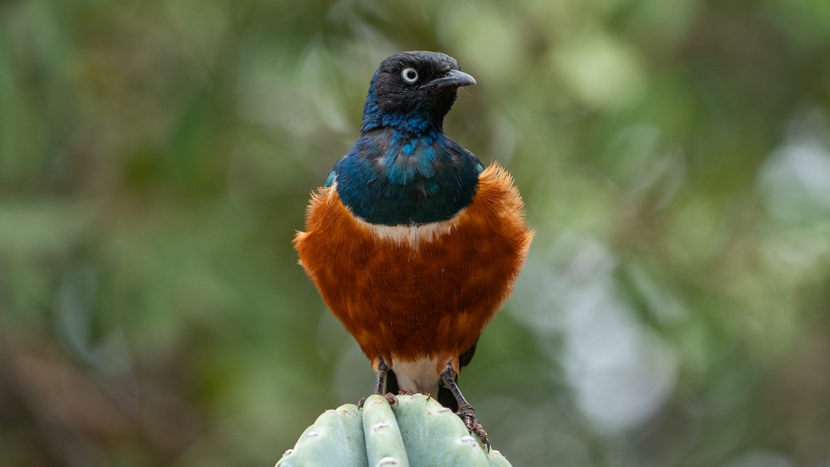 Superb Starling - ML646172132