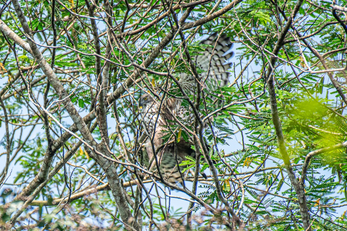 Changeable Hawk-Eagle - ML646172141