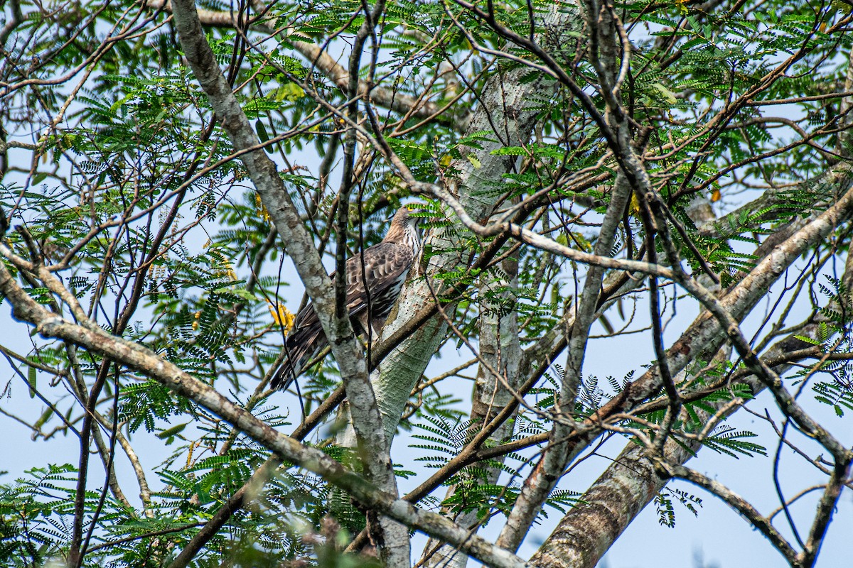 vekselskogørn - ML646172142