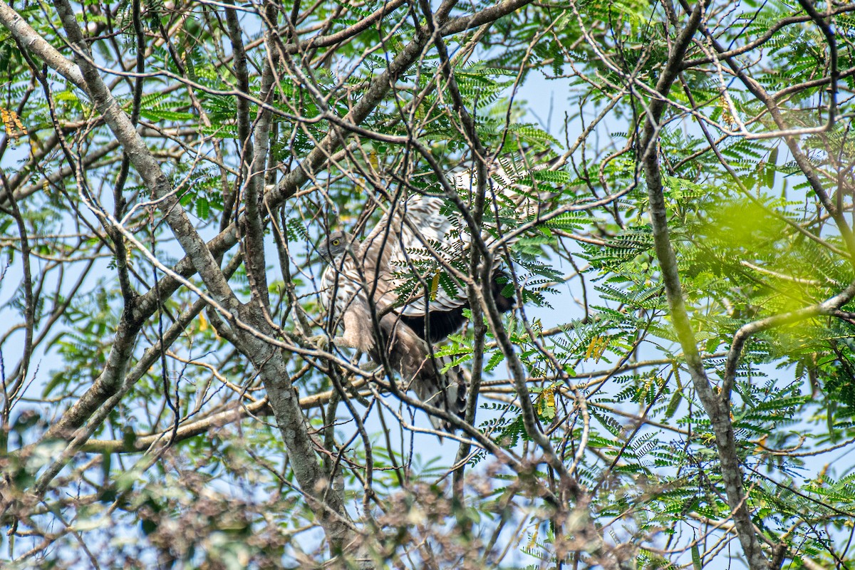 Changeable Hawk-Eagle - ML646172143