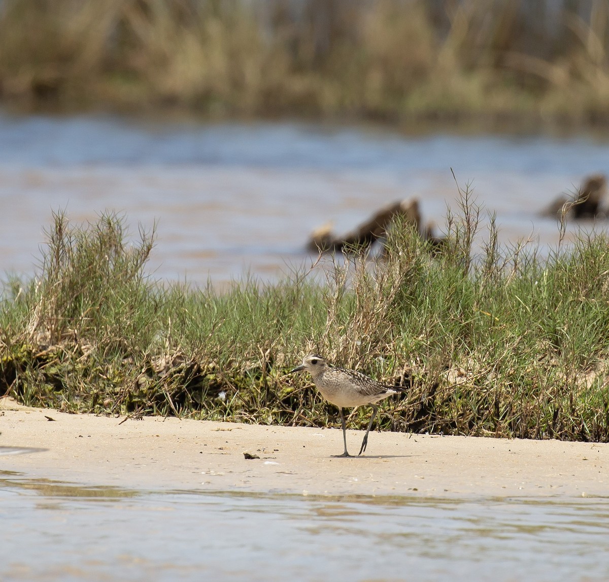 eBird Checklist - 30 Nov 2025 - Lake Innes, New South Wales, AU (-31. ...