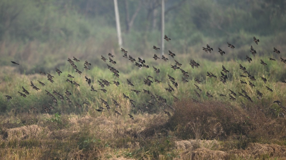 Rosy Starling - ML646172147