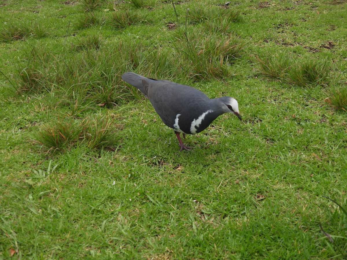 Wonga Pigeon - ML646172148