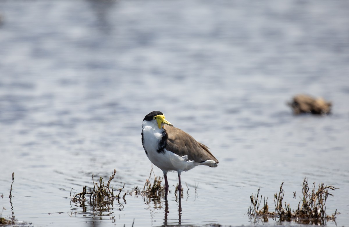 Hegabera maskaraduna - ML646172149