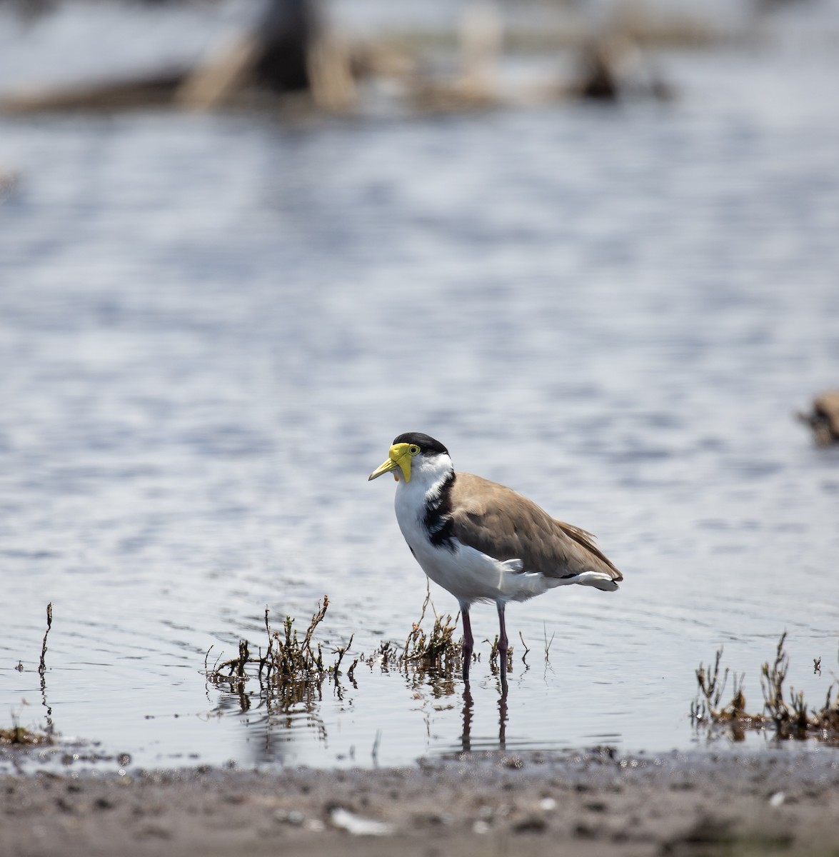Hegabera maskaraduna - ML646172150