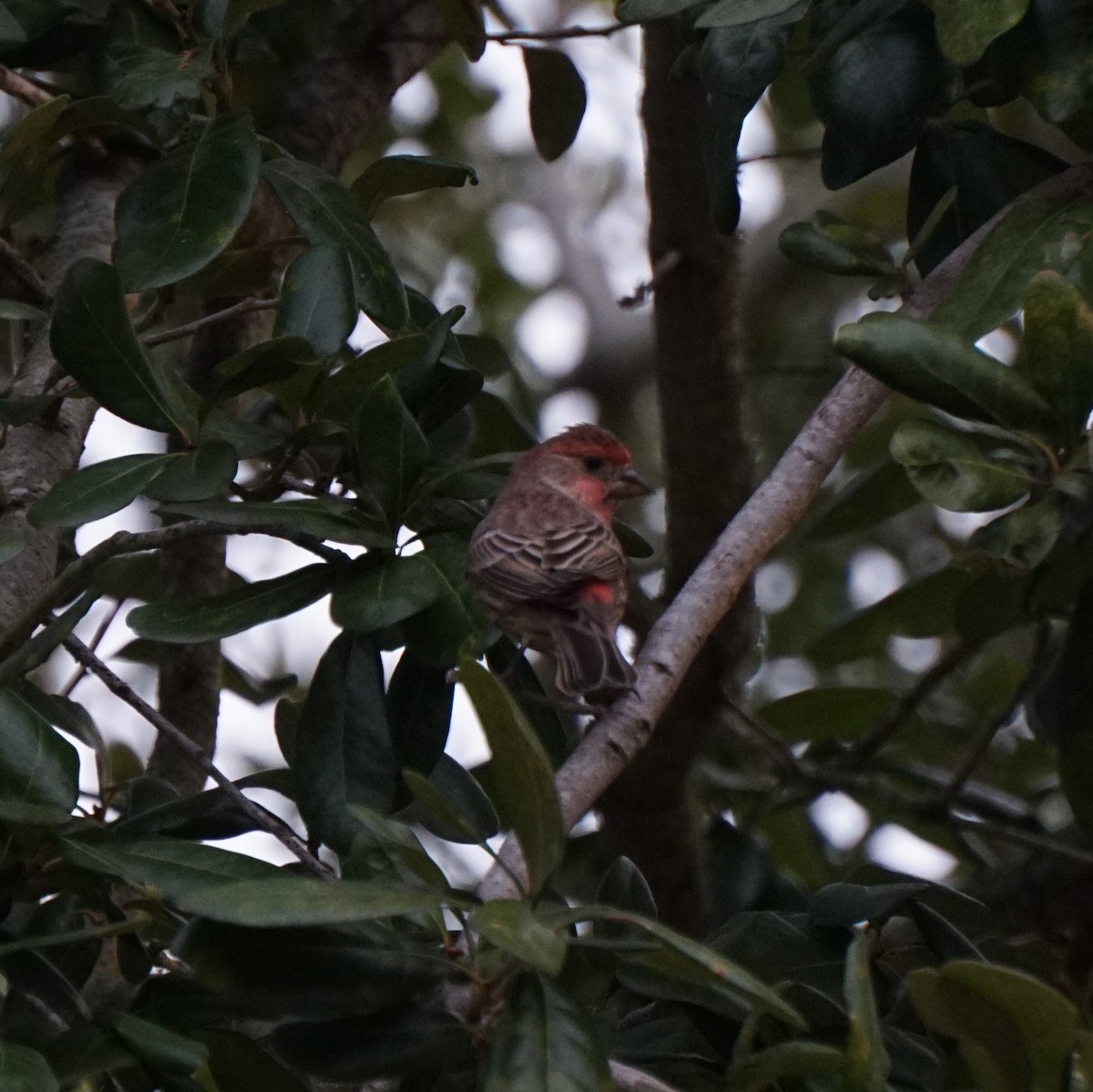 House Finch - ML646172157