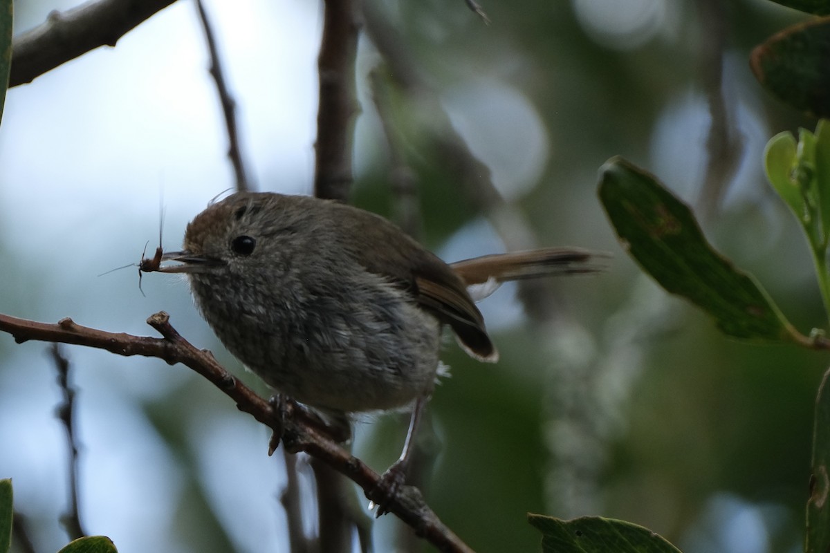 Brown Thornbill - ML646172163