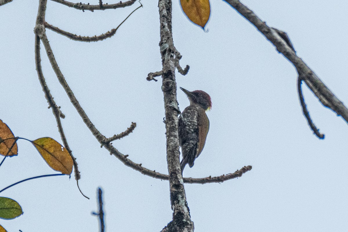 ildnakkespett - ML646172171