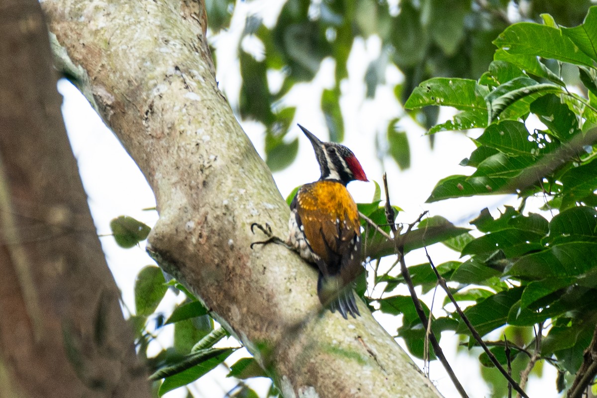 bengalspett - ML646172176