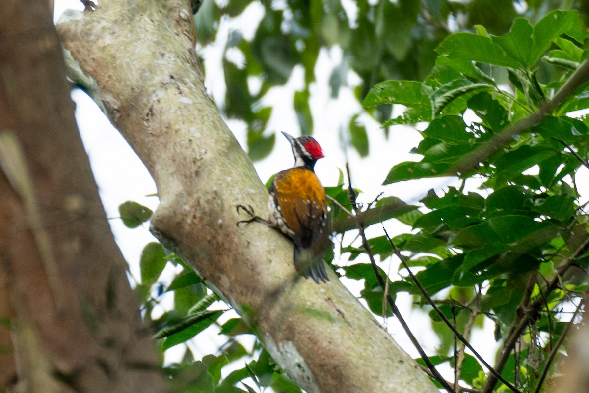 bengalspett - ML646172177