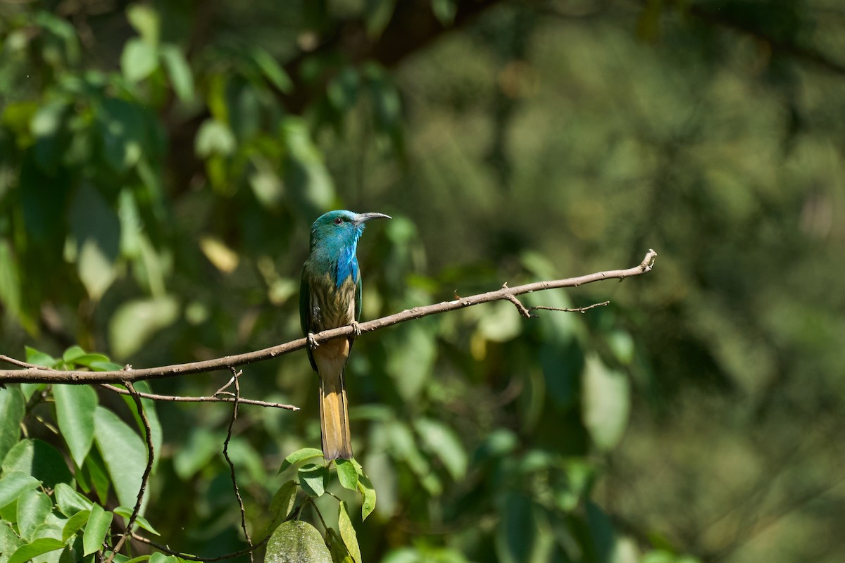 Blue-bearded Bee-eater - ML646172179