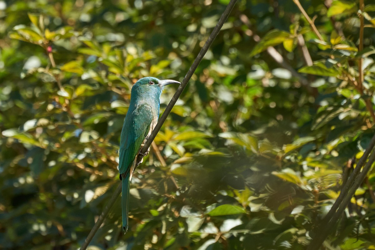 Blue-bearded Bee-eater - ML646172182