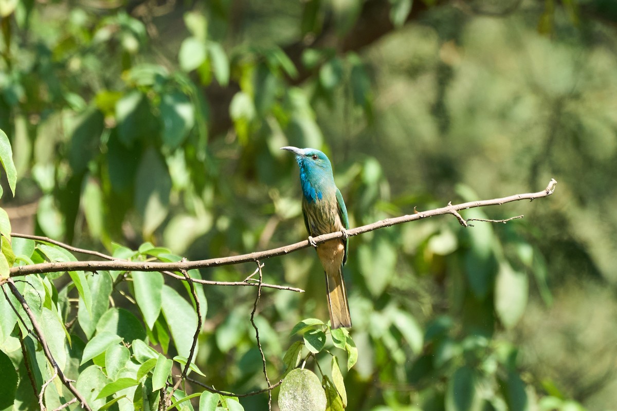 Blue-bearded Bee-eater - ML646172183