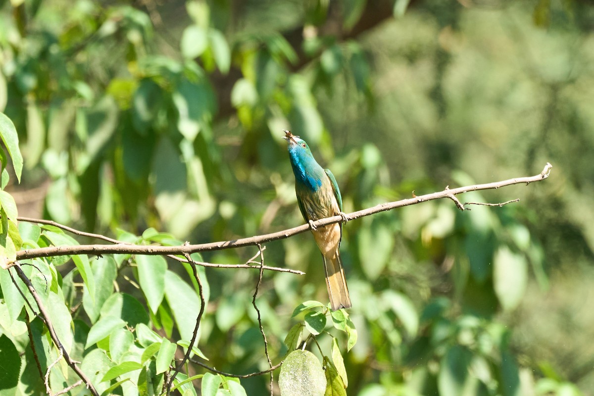 Blue-bearded Bee-eater - ML646172184