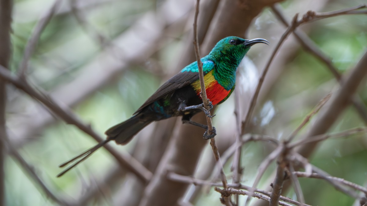 Gorgeous Sunbird - ML646172185