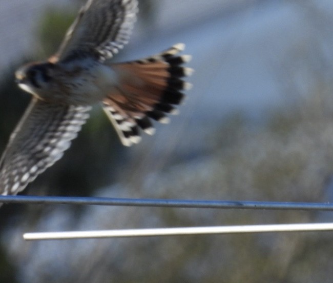 American Kestrel - ML646172186