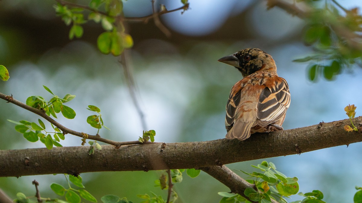 Chestnut Weaver - ML646172189